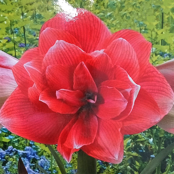 球根/[26年3月中下旬予約]アマリリス：ダブルドリーム1球（八重咲き大輪）