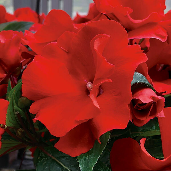 草花の苗/[26年3月中下旬予約]ニューギニアインパチェンス：ラッフル・レッド3号ポット