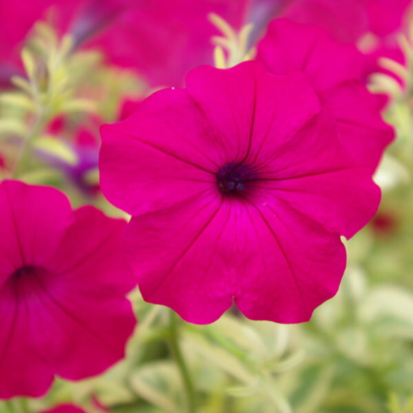 草花の苗/[26年3月中下旬予約]...