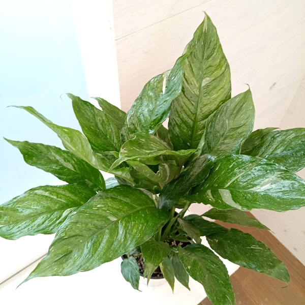 観葉植物/[26年3月中下旬予約]スパティフィラム：ダイヤモンド（スパティフィラム斑入り）5号鉢植え