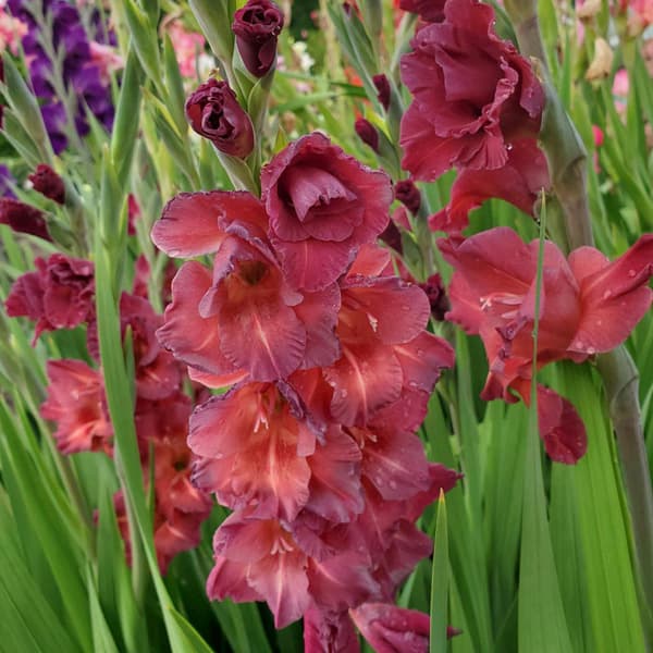 球根/[26年3月中下旬予約]グラジオラス：チョコグラ（チョコレートグラジオラス）5球セット