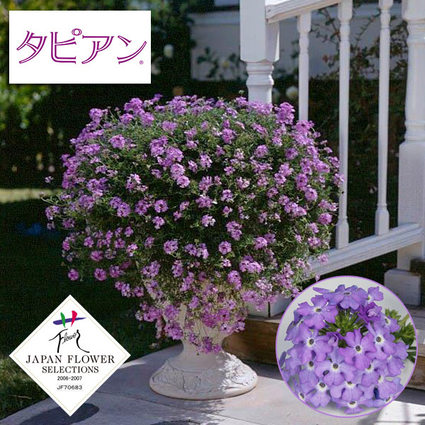 草花の苗/[26年5月中下旬予約]...