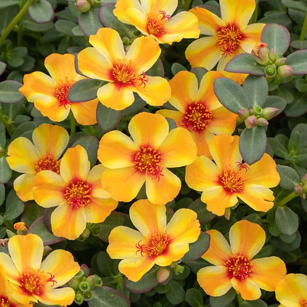 草花の苗/[26年4月下旬予約]ポーチュラカ：ラブリーサマー パッションオレンジ3号ポット