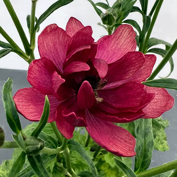 [26年1月中下旬予約]ラナンキュラス：ソルトムーン あずき5号鉢植え