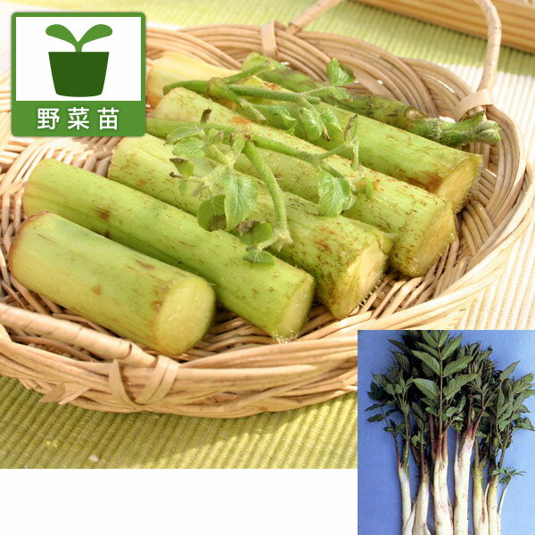 野菜の苗/[送料無料][26年3月中下旬予約]ヤマウド3号ポット 12株セット