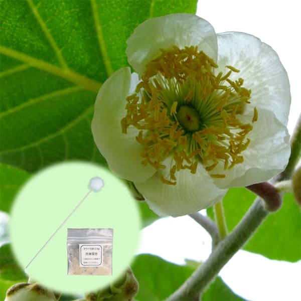 �̼�����/[26ǯ2���沼��ͽ��]�������β�ʴ1�ޤȱ���������ŷ1�ܤΥ��å�