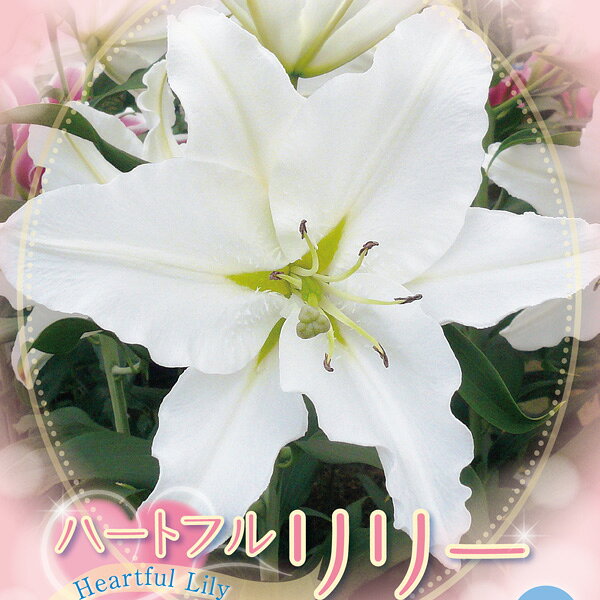 小型 花粉が出ない優しい品種 百合 秋植え球根球根/[26年10月中下旬予約]ユリ（オリエンタル系）：リバースカイマスター1球入り百合の花粉は手や衣服に付くと取れないため敬遠されがちですが、この「リバースカイマスター」は花粉が出ないので安心して栽培できます。無花粉の品種は総じて花持ちがよく、長く楽しめます。植えつけ適期：10-3月開花期：7-8月草丈：約100-120cm栽培方法：到着後、球根が乾かないうちに早めに植え付けてください。鉢植えの場合は赤玉土6、腐葉土4の割合で9号以上の深鉢に植え付けます。プランターの場合は標準的な長さ65cmのプランター1つで3球が目安です。球根の高さの3倍くらいの深さが植付けの目安です。ゆりは球根の上にのびた茎から根が伸び、この根が養分を吸収しますので、なるべく深く植えるのがポイントです。寒さに強いので、戸外で水を切らさないように管理します。春になって芽が伸び始めたら液肥や化成肥料を追肥します。花が咲き終わったら、花柄を切り取りますが、葉や茎は残すようにして球根を太らせます。鉢植えの場合は毎年秋に地上部が枯れたら堀りあげ、なるべく早く新しい土でまた植え付けてください。庭植えの場合は植えたまま毎年花を楽しむことができます。写真は開花時のイメージです。※球根の表皮が剥けていたり、細かな傷がある場合がございます。生育には支障ありませんので予めご承知おきください。■10月中旬〜10月下旬頃のお届けの予約販売です。・出荷開始予定：2026年10月中旬〜・注文締切日：2026年10月12日（月）午前7時まで・「10月中下旬予約」カテゴリ以外の商品とはご一緒にご注文いただけません。（商品名の頭に「[26年10月中下旬予約]」が付いている商品となります）・ご注文同士をおまとめすることはできません。送料はそれぞれにかかります。・お届け日のご案内は2026年10月13日（火）以降にメールにてお知らせします。お届け日指定はお受けできませんが、曜日や時間帯のご指定は承ります。（受信できるアドレスにてご注文お願いします。）・品種・作柄によりお届け時期が変更になったり、お届けできなくなる場合がございます。[26年10月中下旬予約]ユリ（オリエンタル系）：リバースカイマスター1球入りの栽培ガイド秋植え球根のダブルデッカー植え球根の植付け秋植え球根【秋植え球根】植えつけ深さの目安