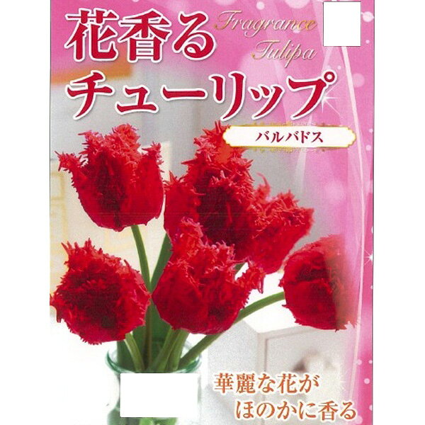 球根/[26年10月中下旬予約]チューリップ：バルバドス3球入り（FR）