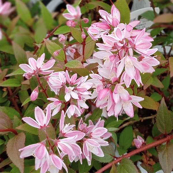 楽天市場】沙羅双樹（苗物｜ガーデニング・農業）：花・ガーデン・DIY