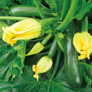 珍しい野菜の苗！春から育てるのにおすすめの人気の野菜を教えてください！