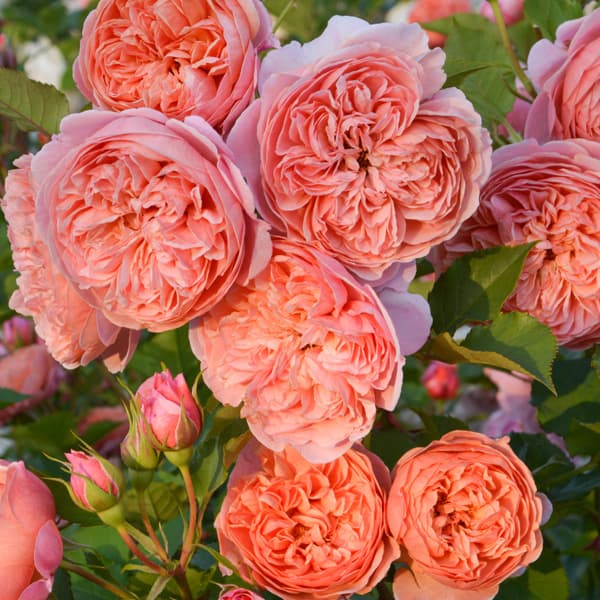 バラの苗/[26年1月中下旬予約]ロサ・オリエンティス：シルクロード大苗6号角鉢植え(バラ)