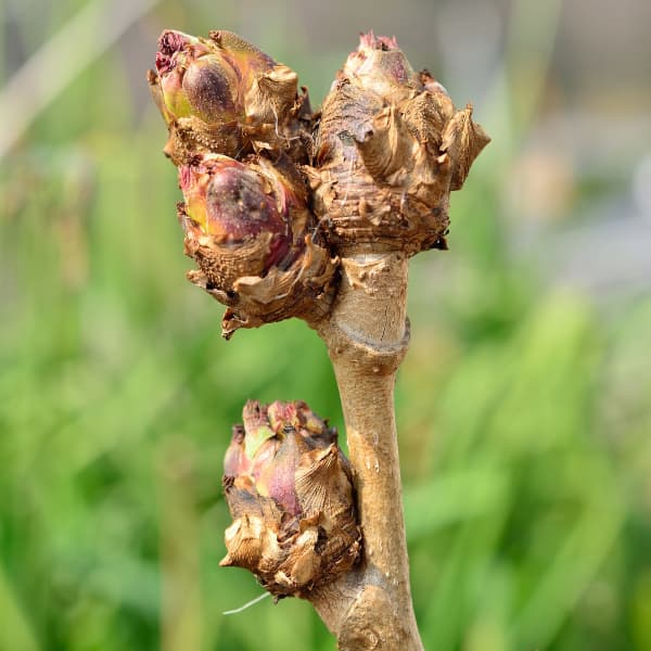 野菜の苗/[25年12月上中旬予約]タラの木：天然女ダラの木4号ポット（取木1年生苗）