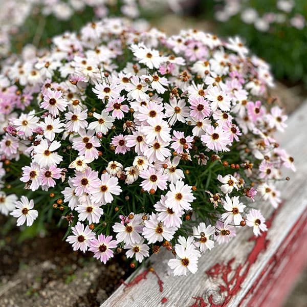 草花の苗/[25年9月中下旬予約]コレオプシス：タンゴレユール　タンドレス3.5号ポットのサムネイル