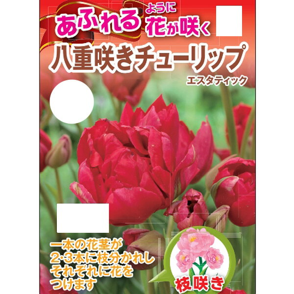 球根/[26年10月中下旬予約]チューリップ：エスタティック3球入り（DE）