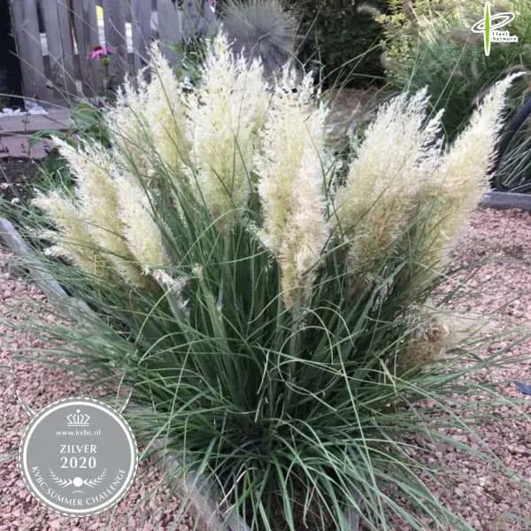 楽天市場】ミニ パンパスグラスの通販