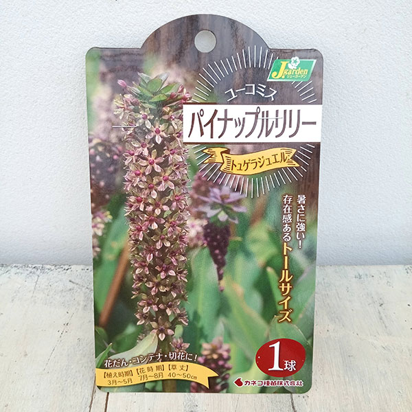 球根/[26年3月中下旬予約]ユーコミス（パイナップルリリー）：トュゲラジュエル 1球入り