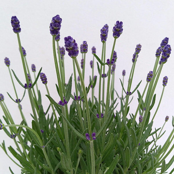 ハーブの苗/[26年3月中下旬予約]イングリッシュラベンダー：早咲き3号（早咲濃紫3号）3号ポット...