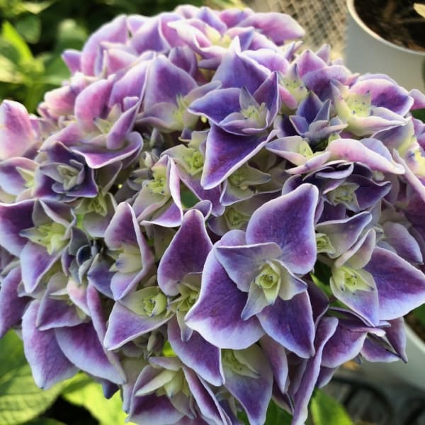 花木 庭木の苗/[26年2月中下旬予約]アジサイ：疾風迅雷（しっぷうじんらい）3-3.5号ポット