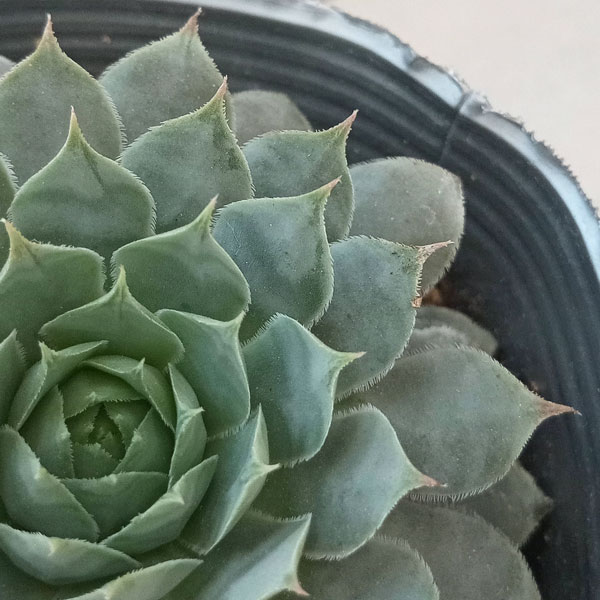 観葉植物/[26年10月中下旬予約...