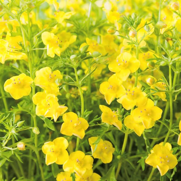 スコパリア リトルチュチュの商品画像