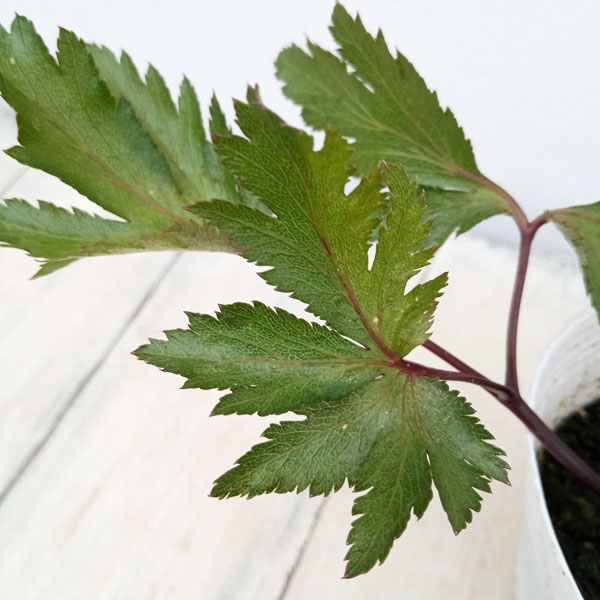 ハーブの苗/[26年3月中下旬予約]ヤマトトウキ（大和当帰）3号ポット