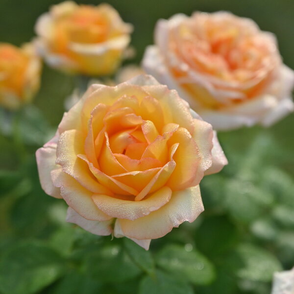 �Х����/[26ǯ1���沼��ͽ��]�ǥ�С���������������ȡ��ɡ�������6���ȭ����