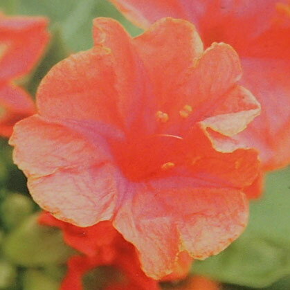 草花の苗/2段咲きオシロイバナ：微笑みがえしオレンジ3.5号ポット 12株セット