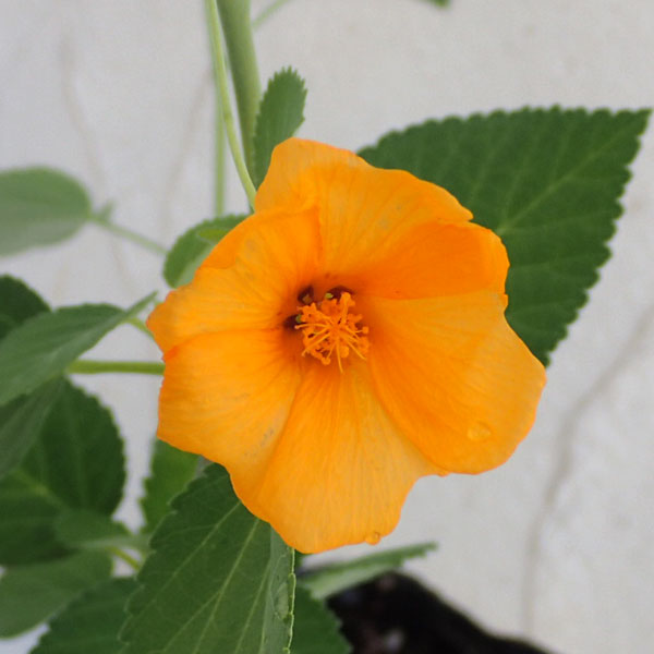 イリマ 苗の商品画像