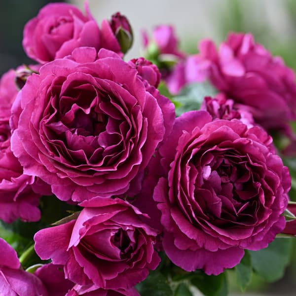 バラの苗/[26年1月中下旬予約]デルバールローズ：ル・タン・デ・スリーズ大苗6号角鉢植え