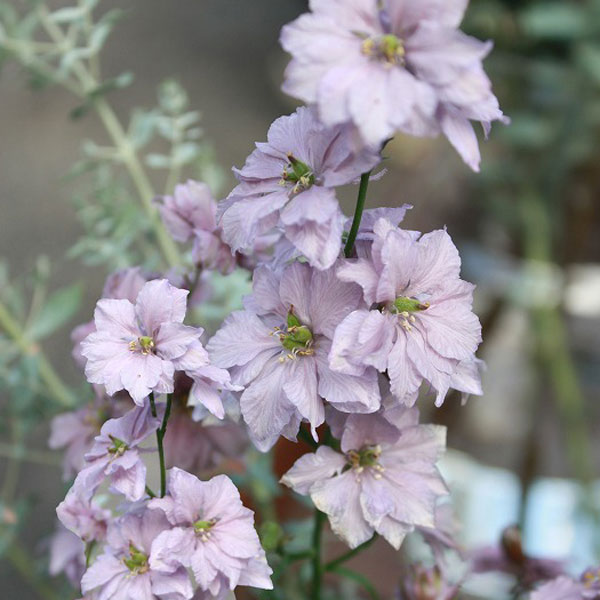 草花の苗/[26年2月中下旬予約]...