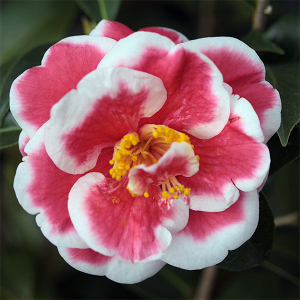 2月〜4月開花 とものうら 覆輪八重大輪花花木 庭木の苗/[26年10月中下旬予約]ツバキ（椿）：友の浦4.5号ポット友の浦は、濃紅地に白覆輪の八重咲き大輪品種です。 玉の浦（たまのうら）の交配種で、白覆輪の幅が広いのが特徴です。4月頃まで開花します。★成木になり気温の低い時期に咲く花は覆輪がはっきり現れますが、幼苗の時は赤一色で咲く場合があります。また、気温の上昇とともに覆輪が浅くなったり、赤い花が咲く場合がある品種です。お届け時期により、赤一色の花となる場合があります★タイプツバキ科ツバキ属の耐寒性常緑小高木樹高〜4m開花期2〜4月植え付け適期9〜11月、3〜4月栽培適地東北地方以南日照日向または半日陰（開花するようになると日向のほうが適しています）栽培方法日当たり、水はけの良い場所を好みます。酸性土を好むので、植え付けの際に植え穴にピートモス、腐葉土またはブルーベリー栽培用土などを混ぜ込んでください。2〜3月に寒肥として、油粕や骨粉を根元に施します。剪定は花後すぐに行います。葉芽の先に花がつくので、葉芽を残すように間引き剪定をします。夏に花芽が分化するので、夏以降は枝を切らないようにしてください。ツバキには4月と7月頃にチャドクガが発生しやすいので、殺虫剤で駆除してください。4.5号（直径13.5cm）ポット入り、樹高40cm前後です。樹高は多少変動します。写真成長・開花時のイメージです。苗木の間は花が少ないため、お届け時に今季の開花終了後となる場合があります。■10月中旬〜10月下旬頃のお届けの予約販売です。・出荷開始予定：2026年10月中旬〜・注文締切日：2026年10月12日（月）午前7時まで・「10月中下旬予約」カテゴリ以外の商品とはご一緒にご注文いただけません。（商品名の頭に「[26年10月中下旬予約]」が付いている商品となります）・ご注文同士をおまとめすることはできません。送料はそれぞれにかかります。・お届け日のご案内は2026年10月13日（火）以降にメールにてお知らせします。お届け日指定はお受けできませんが、曜日や時間帯のご指定は承ります。（受信できるアドレスにてご注文お願いします。）・品種・作柄によりお届け時期が変更になったり、お届けできなくなる場合がございます。[26年10月中下旬予約]ツバキ（椿）：友の浦4.5号ポットの栽培ガイドツバキ（椿）