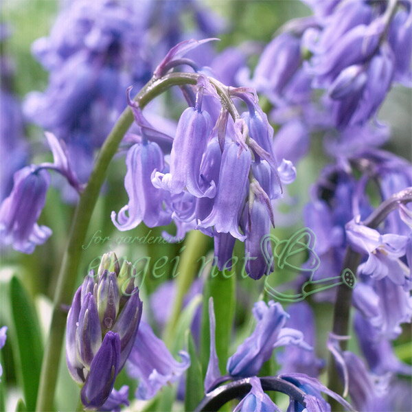 希少　イングリッシュブルーベル　9cmロングポット　正規品ラベル付き agreable1999_na-360