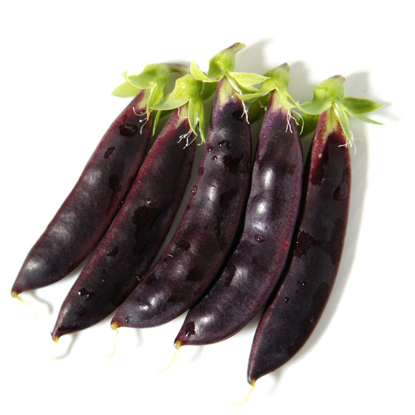 鮮やかな紫色の肉厚スナップエンドウ野菜の苗/[26年10月中下旬予約]エンドウ（つるあり）：パープルスナップ(R)苗3号ポット鮮やかな紫色のスナップエンンドウ。やわらかく肉厚で甘みも強く、サラダの彩りや炒め物にしてもおいしいえんとうです。莢の紫色は茹でると色が少し薄くなりますが、無紫色は残ります。調理法などを工夫して下さい。タイプ：マメ科の耐寒性1年草＜植付け＞日光を好むので、畑植えの植えつけ場所、鉢植えの置き場とも日当たり良好な場所を選びましょう。畑植えの場合は水切れのよい有機質の多い土壌を好みます。野菜用肥料などの元肥を施し、植えつけ後はたっぷり水をやってください。＜植付け後の管理＞つるが伸びだしたら早めに支柱を立てるかネットを張ります。追肥は花が咲き始める頃に施します。側枝が伸び始めたら、日当たり風通しが悪くならないように枝を広げて誘引をしましょう。横に広がりすぎたりして倒れそうなときはビニール紐などで茎を支えてやると良いでしょう。エカキムシ（葉に絵を描いたようなスジが入る）の被害にあいやすいので、見つけた場合は葉ごと取って駆除します。※豆や莢などの大きさ・収穫までの期間・耐寒耐暑性はその年の気候や栽培地域、土質、栽培環境などにより大きく変わる事があります。ご了承ください。写真は収穫時のイメージですが、お届けの際は苗の状態です。■10月中旬〜10月下旬頃のお届けの予約販売です。・出荷開始予定：2026年10月中旬〜・注文締切日：2026年10月12日（月）午前7時まで・「10月中下旬予約」カテゴリ以外の商品とはご一緒にご注文いただけません。（商品名の頭に「[26年10月中下旬予約]」が付いている商品となります）・ご注文同士をおまとめすることはできません。送料はそれぞれにかかります。・お届け日のご案内は2026年10月13日（火）以降にメールにてお知らせします。お届け日指定はお受けできませんが、曜日や時間帯のご指定は承ります。（受信できるアドレスにてご注文お願いします。）・品種・作柄によりお届け時期が変更になったり、お届けできなくなる場合がございます。