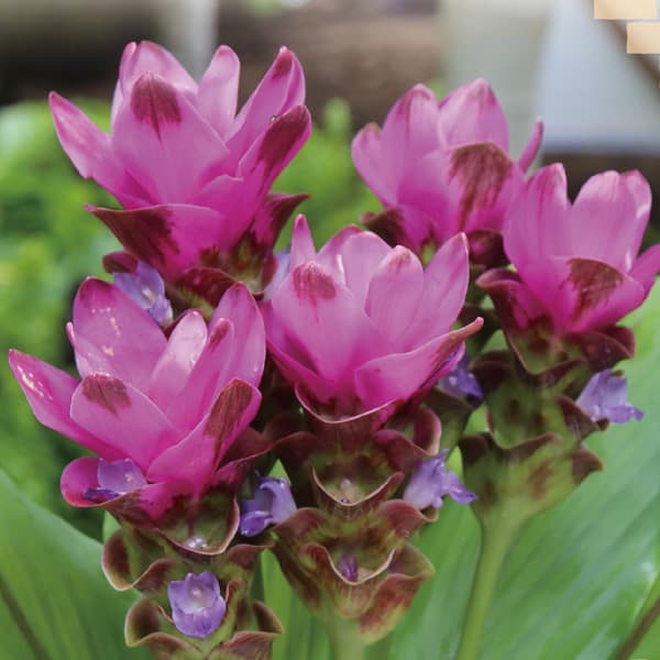 球根/[26年3月中下旬予約]クルクマ：プーディンレッド1球入り