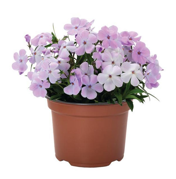 草花の苗/[26年2月中下旬予約]倍咲く芝桜（シバザクラ）：ウッドランダー ライラック3号ポット