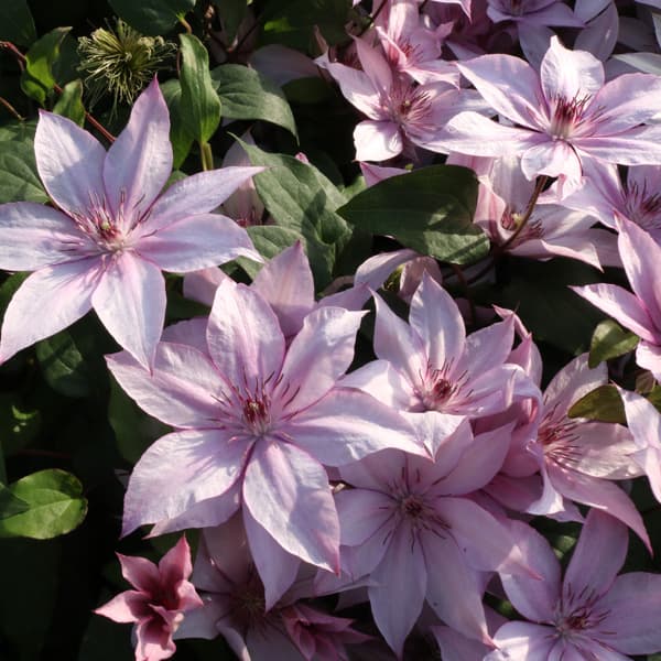 クレマチスの苗/[26年2月中下旬予約]クレマチス：チェリー カクテル3.5号ロングポット（パテンス系）