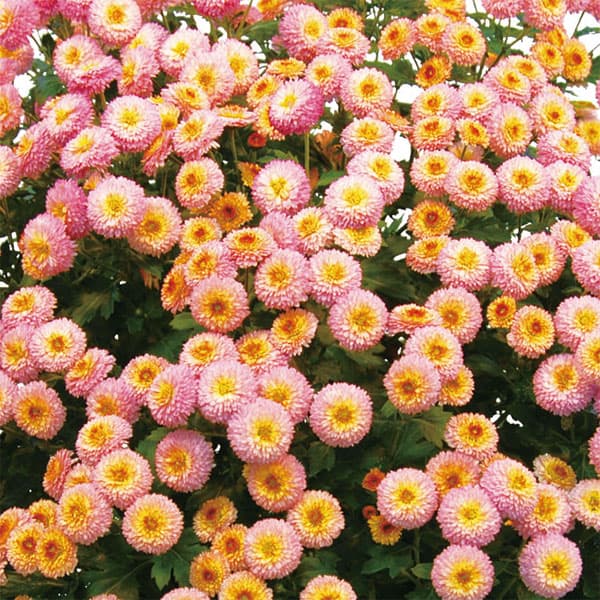 ��֤���/[26ǯ4����ͽ��]�����ʵơˡ������ǥ�ߥꥪ��ޥࡦ���2.5��ݥå�