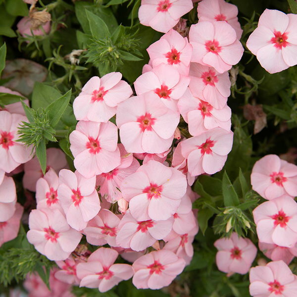 草花の苗/[26年3月中下旬予約]...