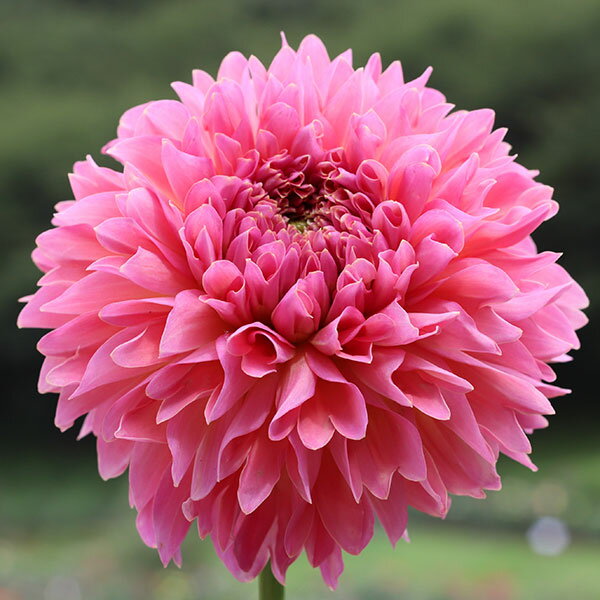 球根/[26年3月中下旬予約]ダリアの球根：（中輪）スウィートドリーム1球