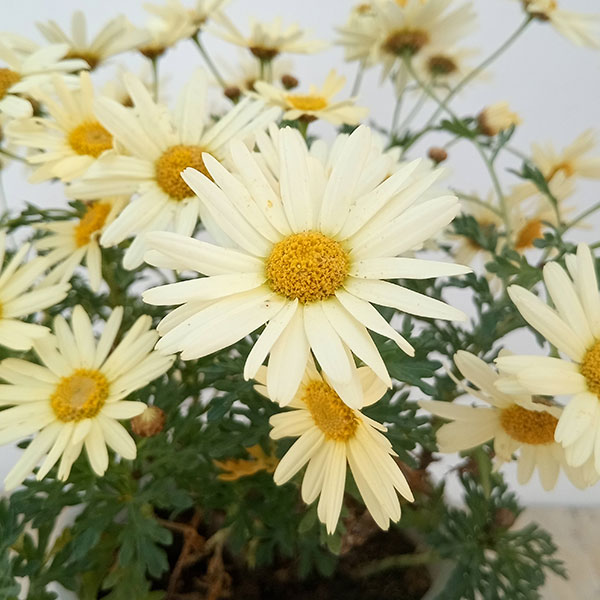 [25年11月中下旬予約]マーガレット：スイングレモネード5号鉢植え