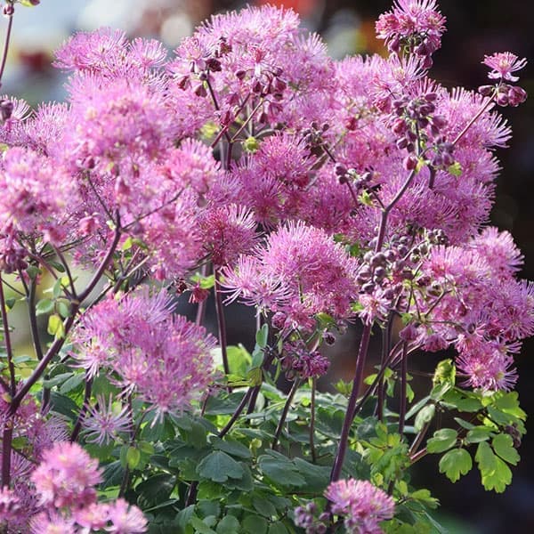5月〜6月開花 初夏に開花するシックな黒軸のカラマツソウ メリクロン苗 希少品種 丈夫な宿根草草花の苗/[26年10月中下旬予約]タリクトラム：マイリトルフェイバリット3.5号ポットマイリトルフェイバリットはシックな黒軸に幻想的な花を咲かせる八重カラマツソウです。従来品種に比べ非常にコンパクトにまとまるわい性品種。カスミソウに似た桃色の小花を株一杯にたくさん咲かせます。花もちが良く、切り花にもおすすめです。学名Thalictrum aquilegifolium 'My Little Favorite'タイプキンポウゲ科カラマツソウ属の耐寒性多年草草丈50〜60cm株張り50〜60cm開花期5〜6月日照日向〜半日陰用途庭植え・プランター・ロックガーデン・切花・茶花 耐寒性0度以下でも可能栽培方法：腐葉土を配合したふかふかの排水・通気性のある土壌を好みます。夏は半日陰を好み、秋〜春にかけては日当たりが良い場所が理想的です。真夏の高温多湿に気をつけましょう。耐寒性はありますが、夏の高温多湿を嫌うため、できれば夏場は半日陰で風通しの良い場所がよいです。写真は成長時のイメージですが、お届けの際は苗の状態です。秋から春先は地上部が枯れた状態でのお届けです。■10月中旬〜10月下旬頃のお届けの予約販売です。・出荷開始予定：2026年10月中旬〜・注文締切日：2026年10月12日（月）午前7時まで・「10月中下旬予約」カテゴリ以外の商品とはご一緒にご注文いただけません。（商品名の頭に「[26年10月中下旬予約]」が付いている商品となります）・ご注文同士をおまとめすることはできません。送料はそれぞれにかかります。・お届け日のご案内は2026年10月13日（火）以降にメールにてお知らせします。お届け日指定はお受けできませんが、曜日や時間帯のご指定は承ります。（受信できるアドレスにてご注文お願いします。）・品種・作柄によりお届け時期が変更になったり、お届けできなくなる場合がございます。