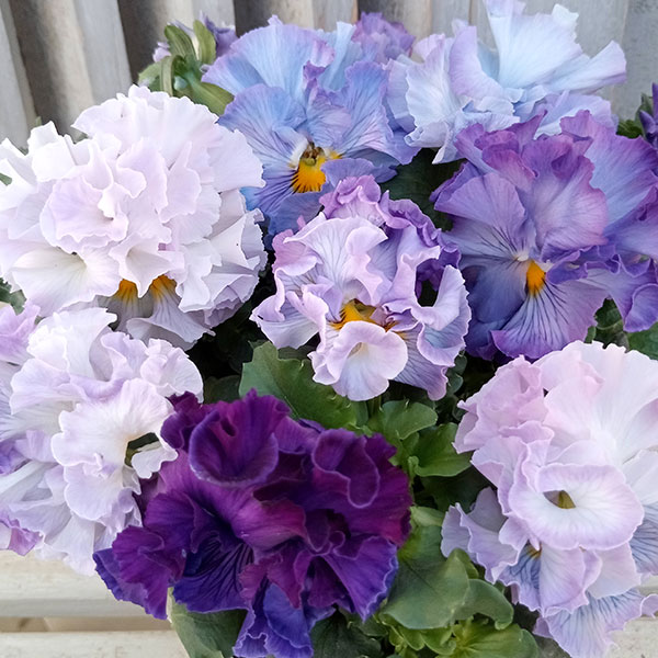 草花の苗/[25年11月中下旬予約]パンジー（フリル咲き）：シュガーボンボン（パープル系）3-3.5号ポットのサムネイル