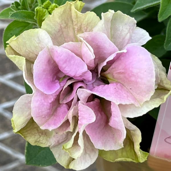 草花の苗/[24年4月下旬予約]ペチュニア：フレルSPカラー　パステルグリーン3.5号ポットのサムネイル