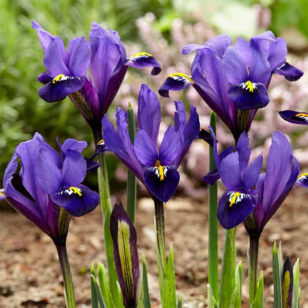 球根/[25年9月中下旬予約]アイリス： レティキュラータ ブルーヒル5球入りのサムネイル