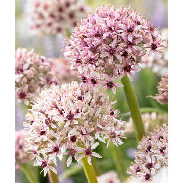 小型 5月開花 白花に赤目の印象的な花 秋植え球根球根/[26年9月中下旬予約]アリウム ：シルバースプリング2球入りアリウムはユリ科の球根植物。品種がとても多く、バラエティに富んだ花が楽しめます。開花期が長く、茎も丈夫なので切花にしても楽しめます。シルバースプリングは白い花の中心に赤目が入る、ちょっと変わった品種です。植えつけ時期：9-12月花期：5月頃草丈：70-90cm用途：庭植え、鉢植え、切花栽培方法：日当たり、排水の良い場所に植え付けてください。寒さに強いので、冬場は特に管理は不要です。花が終わったら花がらをすぐに取り、来年の為に肥料を与え球根を大きくしてあげて下さい。花は1球から1本だけ付きます。植えっ放しにしておくと土の中で分球し、複数の花を咲かせることもあります。また、葉は早春から伸び、光沢のあるきれいな色が楽しめます。開花後には葉も合わせて萎れます。写真は開花時のイメージです。※球根の表皮が剥けていたり、細かな傷がある場合がございます。生育には支障ありませんので予めご承知おきください。■9月中旬〜9月下旬頃のお届けの予約販売です。・出荷開始予定：2026年9月中旬〜・注文締切日：2026年9月14日（月）午前7時まで・「9月中下旬予約」カテゴリ以外の商品とはご一緒にご注文いただけません。（商品名の頭に「[26年9月中下旬予約]」が付いている商品となります）・ご注文同士をおまとめすることはできません。送料はそれぞれにかかります。・お届け日のご案内は2026年9月15日（火）以降にメールにてお知らせします。お届け日指定はお受けできませんが、曜日や時間帯のご指定は承ります。（受信できるアドレスにてご注文お願いします。）・品種・作柄によりお届け時期が変更になったり、お届けできなくなる場合がございます。[26年9月中下旬予約]アリウム ：シルバースプリング2球入りの栽培ガイド秋植え球根のダブルデッカー植え球根の植付け秋植え球根【秋植え球根】植えつけ深さの目安