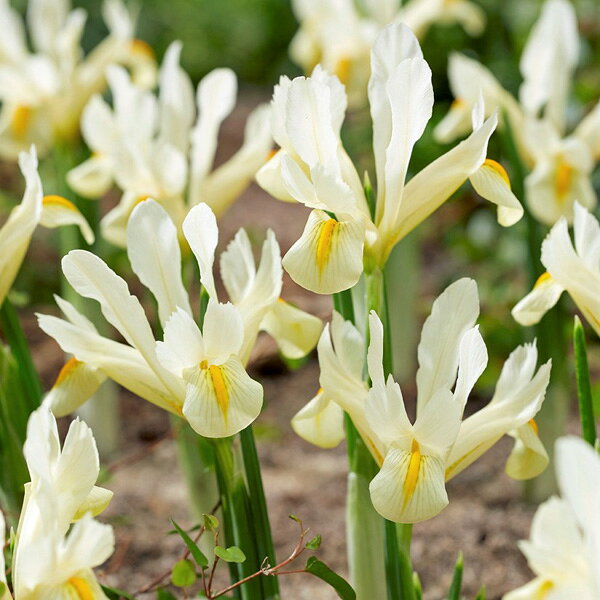 球根/[25年9月中下旬予約]アイリス：ルイーズ5球入りのサムネイル