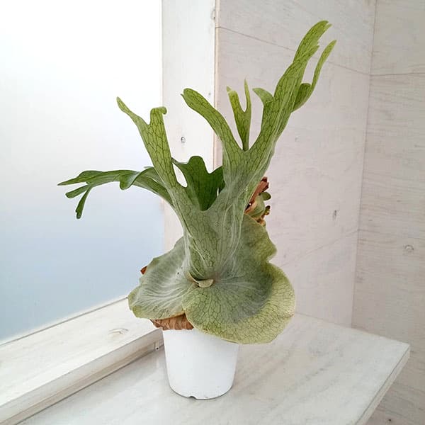 楽天市場】コウモリラン 株分けの通販