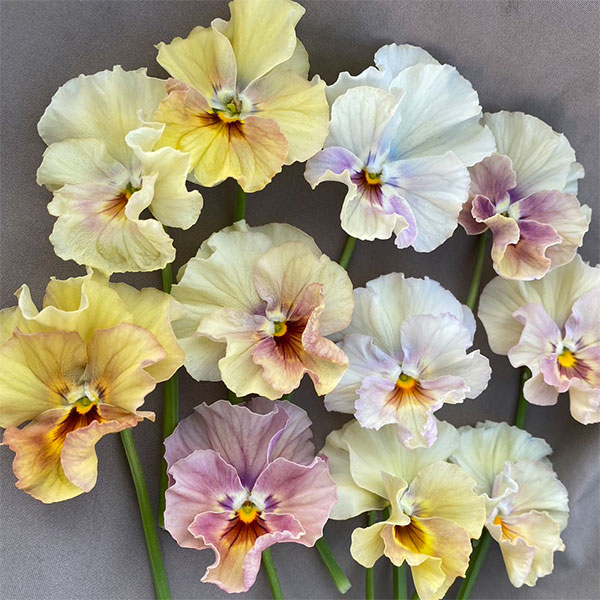 草花の苗/[25年10月中下旬予約]パンジー：ペルクレア3.5号ポットのサムネイル