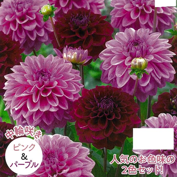 �庬/[26ǯ4����ͽ��]���ꥢ������ӥ͡����������غ餭�˥ԥ󥯡��ѡ��ץ� 2������