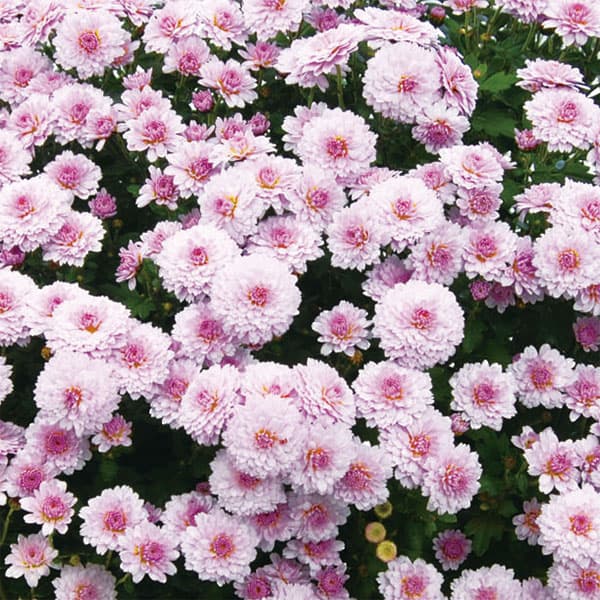 ��֤���/[26ǯ4����ͽ��]�����ʵơˡ������ǥ�ߥꥪ��ޥࡦ���ݥ�2.5��ݥå�